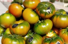 Ya puedes pedir tus tomates raf "Piedra Raf"
